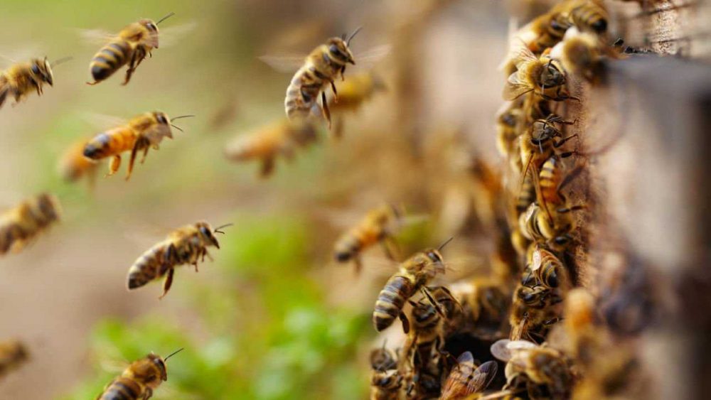 На Тернопільщині молодий чоловік помер від укусів бджіл
