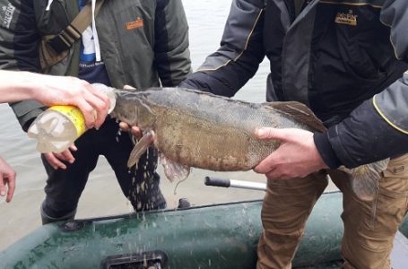Рибоохоронний патруль врятував на Дністрі 8-кілограмового судака (ВІДЕО)