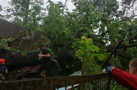 Дерево впало на дачу – під час буревію загинула молода жінка