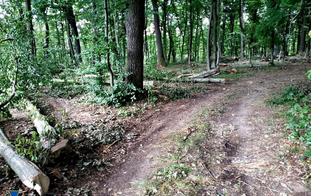 На Тернопільщині викрили злочинну групу, яка рубала ліс і продавала комерсантам