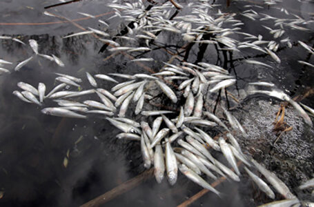 На Тернопільщині отруїли ставок – підприємець втратив риби на 210000 гривень