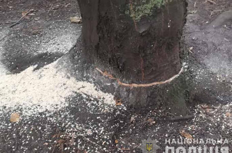На Гусятинщині внаслідок падіння дерева загинув 51-річний чоловік