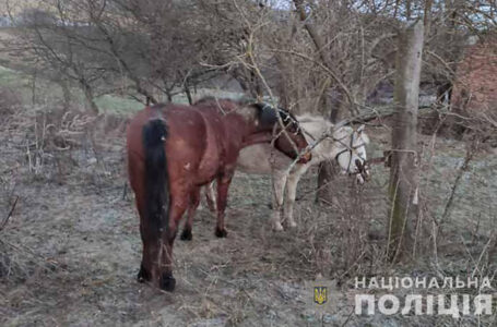 Житель Збаражчини викрав фіру і двох коней