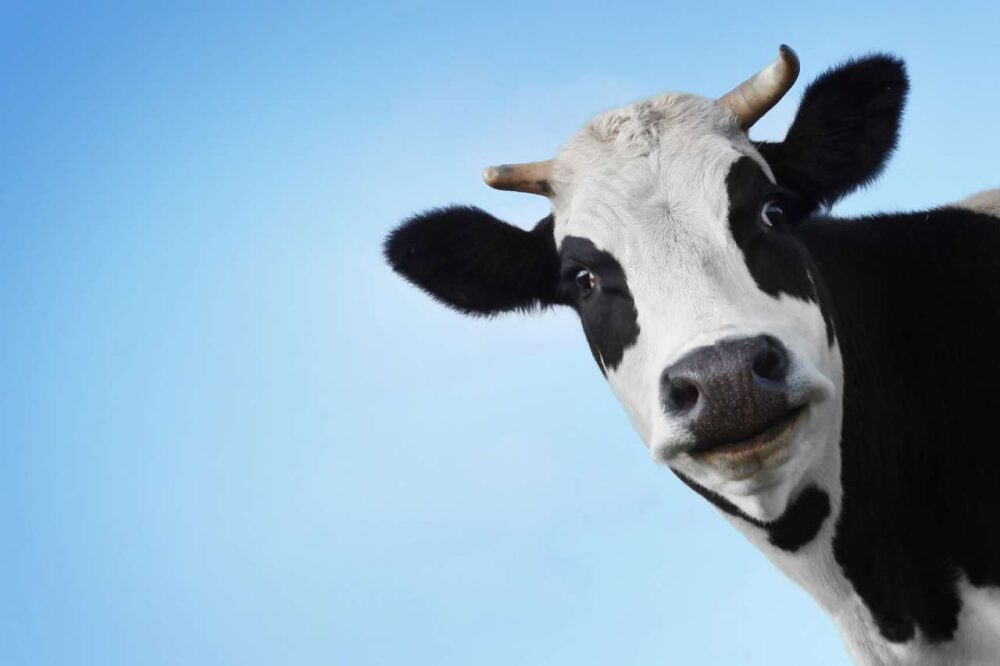 Купити корову хотіла жителька Чортківського району і втратила 18000 гривень
