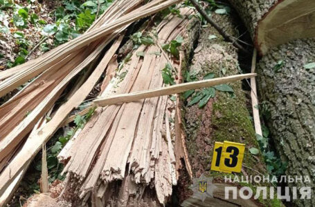 На Бучаччині спіймали двох мешканців Заліщиків, які незаконно зрубали 9 дубів