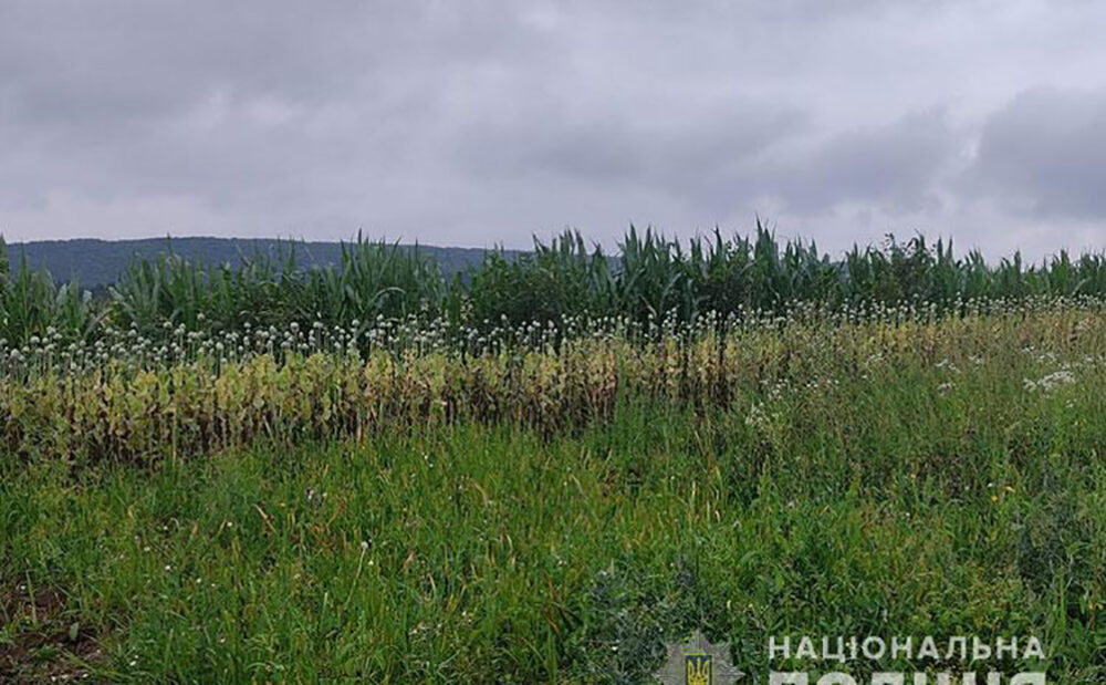 На Бережанщині чоловік виростив на городі понад 1300 рослин снодійного маку