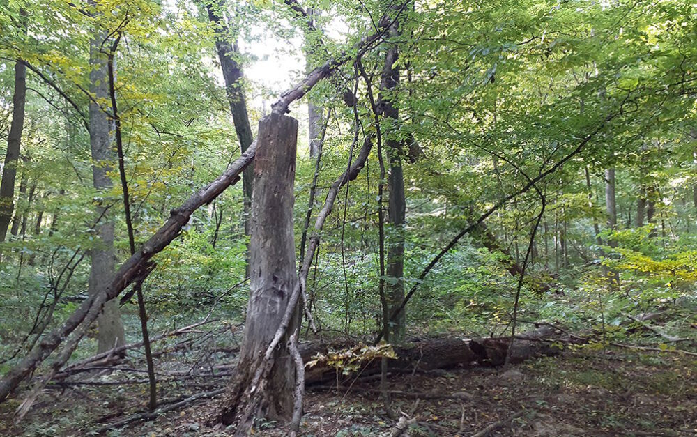 Встиг зрубати два дерева: на Шумщині селяни здали у поліцію “чорного лісоруба”