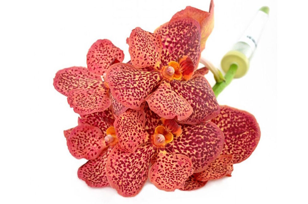 Экзотичные орхидеи Ванда и цветущие гибискусы от компании Украфлора