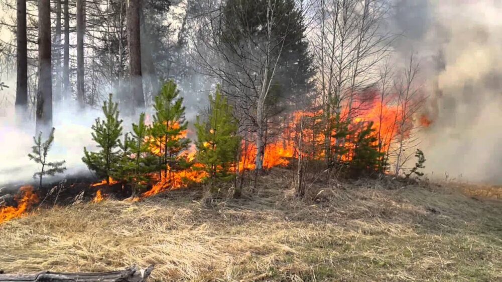 У Коропці жінка спалювала сухе листя і ненароком спалила лісу на 480000 гривень