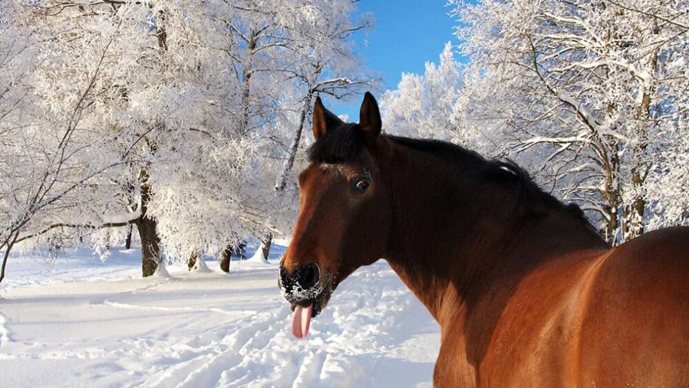 Тернополянин, який біля ялинки катав дітей на коні, отримав 17000 гривень штрафу