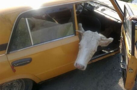 Житель Гусятинщини за крадіжку корови отримав умовний термін