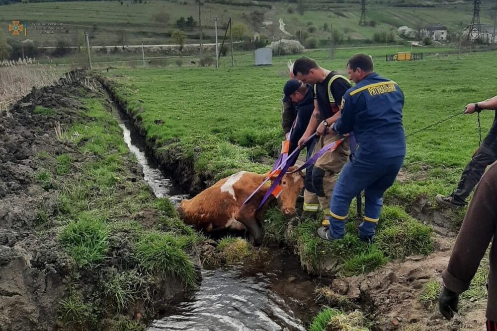 У Бережанах рятували корову, яка впала у рів з водою (ФОТО)