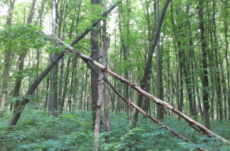У лісі на Монастирищині загинув 50-річний чоловік