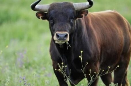 На Лановеччині бик смертельно травмував жінку