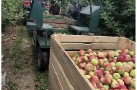 Фермерське господарство «ГАДЗ» розпочало збір ранніх яблук