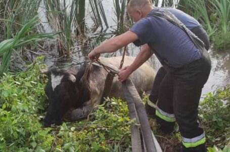 У Борщові рятували корову, яка впала у рів (ФОТО)