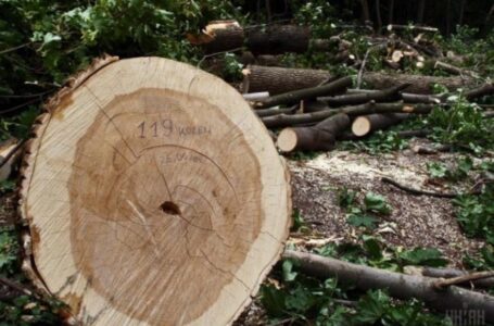 На Зборівщині спіймали трьох чоловіків, які незаконно рубали ліс
