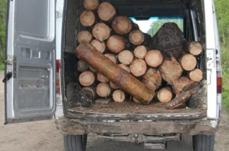 У Заліщицькій громаді п’яний водій буса перевозив незаконно зрубану деревину