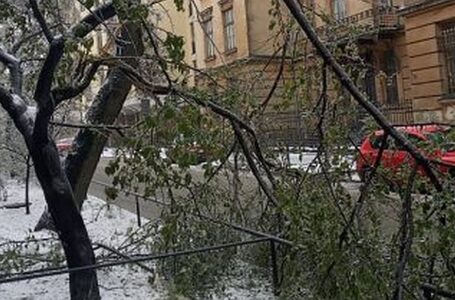 У Львові через негоду впали 119 дерев