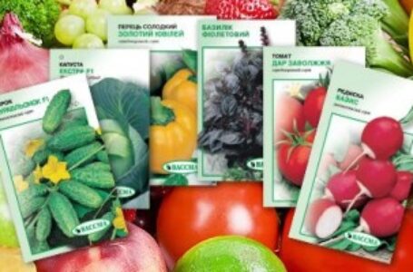 Як обрати та де купити насіння овочів