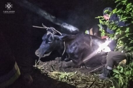 У Підволочиській громаді врятували корову, яка впала у річку