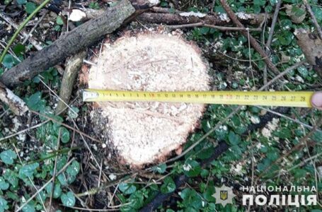 У Лановецькому лісництві спіймали двох п’яних чоловіків, які вкрали два вози дров