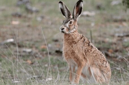 Підозрюють отруєння: на Чортківщині у полі помітили мертвих зайців