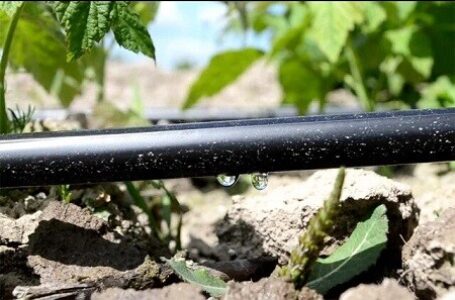 Крапельна стрічка: ефективний метод поливу на полях та у теплицях