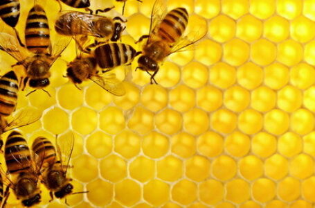 Бджолиний віск і його використання