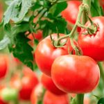 Профілактика фітофторозу помідорів