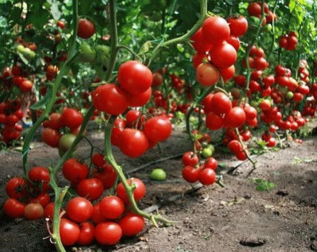 теплица купить