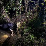 У Касперівцях рятували корову, яка впала у річку