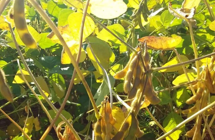 Насіння сої — високоврожайні сорти для великих агропідприємств та промислового вирощування