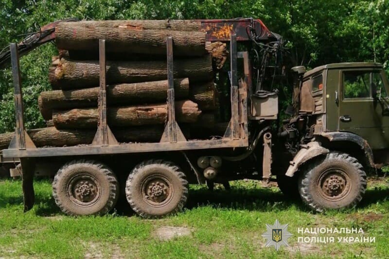 На Тернопільщині судитимуть лісників, які незаконно зрубали 600 дерев