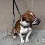 У Тернополі 17-річний юнак нацькував собаку на працівницю поліції